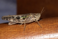 L'Oedipode meraudine. Une femelle (Orthoptre - Acrididae - Aiolopus thalassinus thalassinus)