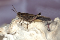 L'Oedipode meraudine. Une femelle (Orthoptre - Acrididae - Aiolopus thalassinus thalassinus)