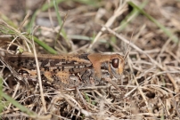 *(17800) Une femelle (Orthoptre - Acrididae - Calliptamus sp.)