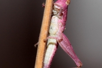 Un juvnile (Orthoptre - Acrididae - Chorthippus sp.)