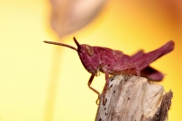 Un juvnile (Orthoptre - Acrididae - Chorthippus sp.)