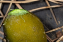 Le Mconme scutigre ou Sauterelle  carapace. Un mle (Orthoptre - Meconematidae - Cyrtaspis scutata)