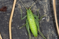 Le Mconme scutigre ou Sauterelle  carapace. Un mle (Orthoptre - Meconematidae - Cyrtaspis scutata)