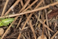 Le Mconme scutigre ou Sauterelle  carapace. Un mle (Orthoptre - Meconematidae - Cyrtaspis scutata)