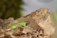 La Sauterelle de Nol ou Mconme scutigre. Une femelle (Orthoptre - Meconematidae - Cyrtaspis scutata)