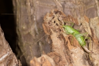 La Sauterelle de Nol ou Mconme scutigre. Une femelle (Orthoptre - Meconematidae - Cyrtaspis scutata)