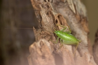 La Sauterelle de Nol ou Mconme scutigre. Une femelle (Orthoptre - Meconematidae - Cyrtaspis scutata)