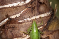 La Sauterelle de Nol ou Mconme scutigre. Une femelle (Orthoptre - Meconematidae - Cyrtaspis scutata)