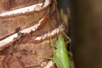 La Sauterelle de Nol ou Mconme scutigre. Une femelle (Orthoptre - Meconematidae - Cyrtaspis scutata)