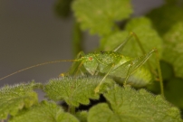 Le Mconme scutigre ou Sauterelle  carapace. Un mle (Orthoptre - Meconematidae - Cyrtaspis scutata)