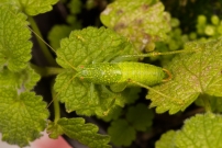 Le Mconme scutigre ou Sauterelle  carapace. Un mle (Orthoptre - Meconematidae - Cyrtaspis scutata)