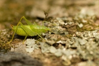 Le Mconme scutigre ou Sauterelle  carapace. Un mle (Orthoptre - Meconematidae - Cyrtaspis scutata)