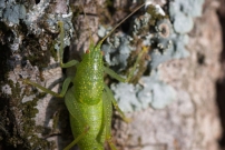 Le Mconme scutigre ou Sauterelle  carapace. Un mle (Orthoptre - Meconematidae - Cyrtaspis scutata)