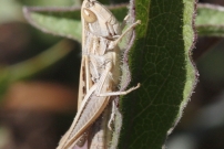 Le Criquet blafard (Orthoptre - Acrididae - Euchorthippus elegantulus)