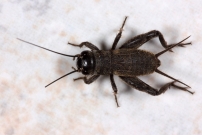 Le Grillon bordelais. Un juvnile (Orthoptera - Gryllidae - Eumodicogryllus bordigalensis)