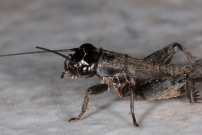 Le Grillon bordelais. Un juvnile (Orthoptera - Gryllidae - Eumodicogryllus bordigalensis)