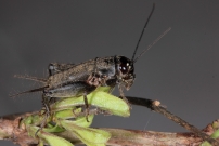 Le Grillon bordelais. Un juvnile (Orthoptera - Gryllidae - Eumodicogryllus bordigalensis)