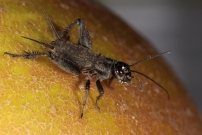 Le Grillon bordelais. Un juvnile (Orthoptera - Gryllidae - Eumodicogryllus bordigalensis)