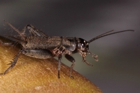 Le Grillon bordelais. Un juvnile (Orthoptera - Gryllidae - Eumodicogryllus bordigalensis)