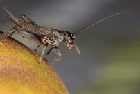 Le Grillon bordelais. Un juvnile (Orthoptera - Gryllidae - Eumodicogryllus bordigalensis)