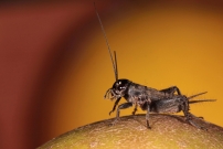 Le Grillon bordelais. Un juvnile (Orthoptera - Gryllidae - Eumodicogryllus bordigalensis)