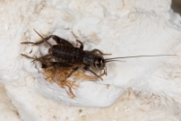 Le Grillon bordelais. Un juvnile (Orthoptera - Gryllidae - Eumodicogryllus bordigalensis)