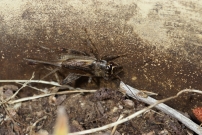 Le Grillon bordelais. Une femelle (Orthoptre - Gryllidae - Eumodicogryllus bordigalensis bordigalensis)