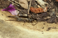 Le Grillon bordelais. Une femelle (Orthoptre - Gryllidae - Eumodicogryllus bordigalensis bordigalensis)