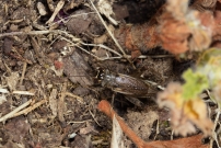 Le Grillon bordelais. Une femelle (Orthoptre - Gryllidae - Eumodicogryllus bordigalensis bordigalensis)