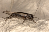 Le Grillon bordelais. Une femelle (Orthoptre - Gryllidae - Eumodicogryllus bordigalensis bordigalensis)