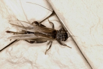 Le Grillon bordelais. Une femelle (Orthoptre - Gryllidae - Eumodicogryllus bordigalensis bordigalensis)