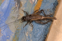 Le Grillon bordelais. Une femelle (Orthoptre - Gryllidae - Eumodicogryllus bordigalensis bordigalensis)