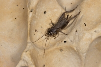 Le Grillon bordelais. Un juvnile (Orthoptera - Gryllidae - Eumodicogryllus bordigalensis)