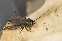Le Grillon bordelais. Un juvnile (Orthoptera - Gryllidae - Eumodicogryllus bordigalensis)