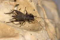 Le Grillon bordelais. Un juvnile (Orthoptera - Gryllidae - Eumodicogryllus bordigalensis)