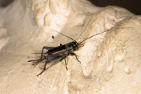 Le Grillon bordelais. Une femelle (Orthoptre - Gryllidae - Eumodicogryllus bordigalensis bordigalensis)