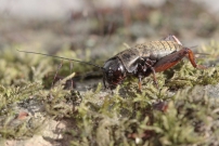 Larve de Grillon champtre (Orthoptre - Gryllidae - Gryllus campestris)