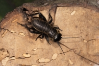 Larve de Grillon champtre (Orthoptre - Gryllidae - Gryllus campestris)