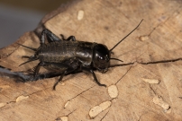Larve de Grillon champtre (Orthoptre - Gryllidae - Gryllus campestris)