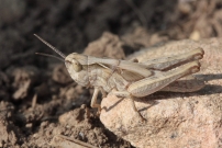 Un juvenile (Orthoptre - Acrididae - Indtermin)