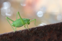 La Sauterelle ponctue (Orthoptre - Phaneropteridae - Leptophyes punctatissima)