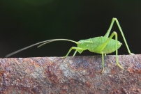 La Sauterelle ponctue (Orthoptre - Phaneropteridae - Leptophyes punctatissima)