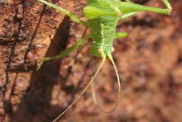 La Sauterelle ponctue (Orthoptre - Phaneropteridae - Leptophyes punctatissima)
