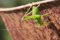 La Sauterelle ponctue (Orthoptre - Phaneropteridae - Leptophyes punctatissima)