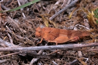 L'Oedipode turquoise (Orthoptre - Acrididae - Oedipoda caerulescens)