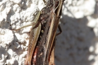 Le Criquet noir-bne (Orthoptre - Acrididae  - Omocestus rufipes)