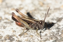 Le Criquet noir-bne (Orthoptre - Acrididae  - Omocestus rufipes)