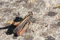 Le Criquet noir-bne (Orthoptre - Acrididae  - Omocestus rufipes)