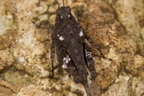 Le Ttrix des plages ou Ttrix mridional. Un mle (Orthoptre - Tetrigidae - Paratettix meridionalis)