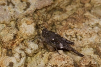 Le Ttrix des plages ou Ttrix mridional. Un mle (Orthoptre - Tetrigidae - Paratettix meridionalis)